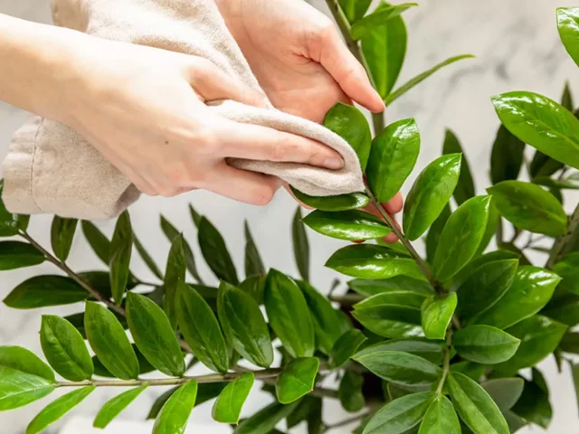 چرا باید برگ گیاهان آپارتمانی را تمیز کنید؟