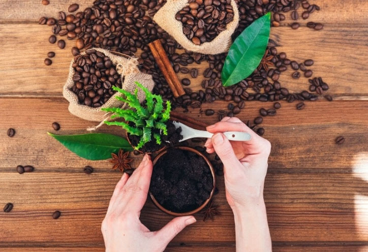 استفاده از تفاله قهوه برای کوددهی گیاهان آپارتمانی