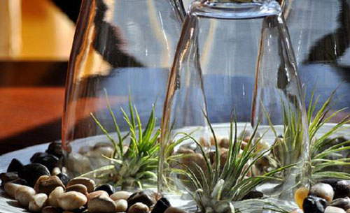 استفاده از جام شیشه ای برای تامین رطوبت برخی گیاهان