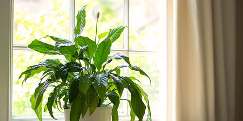 گیاه اسپاتی فیلوم تصفیه کننده هوا