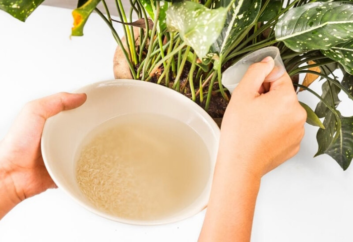 استفاده از آب آشپزی برای کوددهی گیاهان آپارتمانی