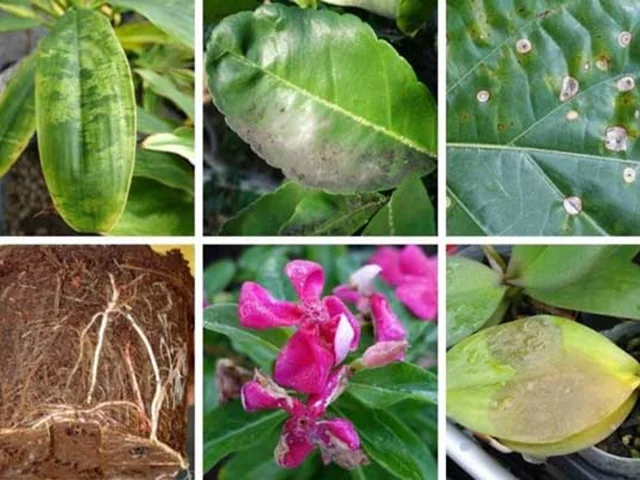 انواع بیماری قارچی گیاهان آپارتمانی و روش مبارزه با آنها