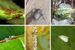 معرفی انواع رایج آفات گیاهان آپارتمانی و روشهای مقابله با آنها