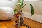 9 گیاه خانگی که برای گربه ها سمی هستند