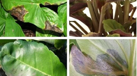 5 علت وجود لکه های سیاه روی برگ گیاهان آپارتمانی