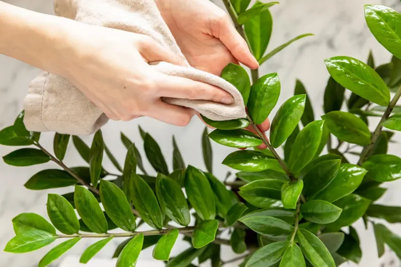 چرا باید برگ گیاهان آپارتمانی را تمیز کنید؟