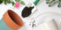 چگونه خاک گلدان را عوض کنیم؟7قدم آسان