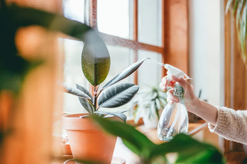 8 روش برای تامین رطوبت گیاهان آپارتمانی