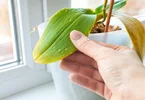 10 دلیلی که باعث زرد شدن برگهای گیاهان آپارتمانی شما میشود