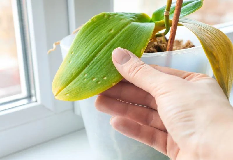 10 دلیلی که باعث زرد شدن برگهای گیاهان آپارتمانی شما میشود