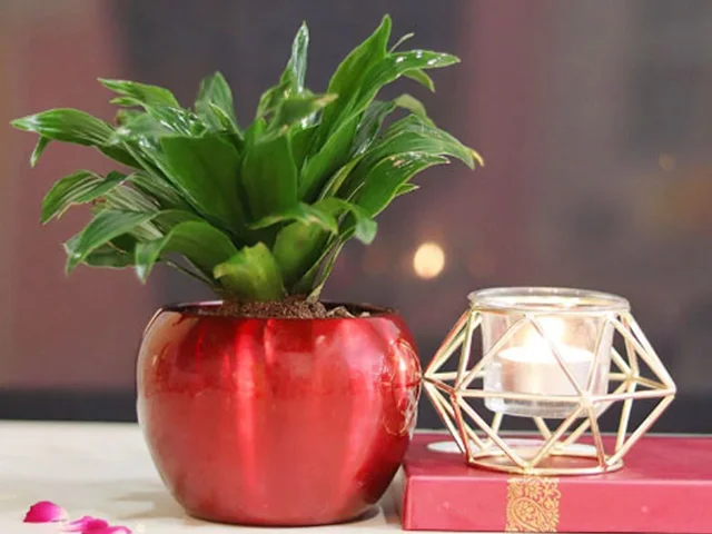 دراسنا کامپکت گیاهی زیبا برای خانه شما