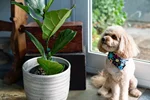 9 گیاه خانگی محبوب که برای سگ ها سمی است