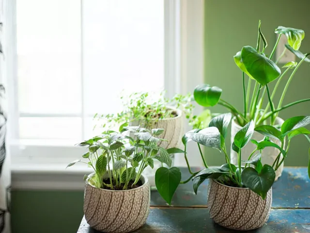 راهنمای نور مورد نیاز گیاهان آپارتمانی