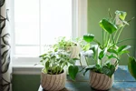 راهنمای نور مورد نیاز گیاهان آپارتمانی